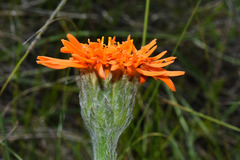 Criscia stricta