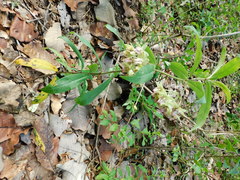 Asclepias auriculata