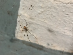 Latrodectus geometricus