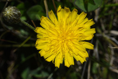 Hieracium commersonii