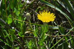 Hieracium commersonii