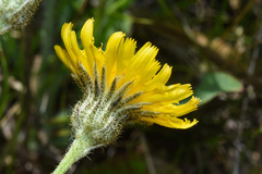 Hieracium commersonii