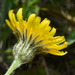 Hieracium commersonii - Photo (c) Ary Mailhos, some rights reserved (CC BY-NC), uploaded by Ary Mailhos