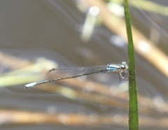 Acanthagrion gracile