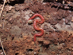 Strigamia bothriopus