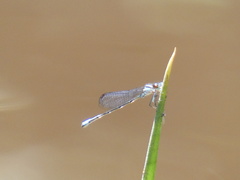 Acanthagrion gracile