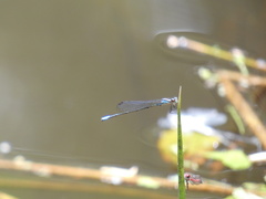 Acanthagrion gracile