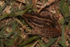 Leptodactylus gracilis