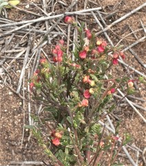 Hermannia joubertiana