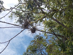 Tillandsia fasciculata