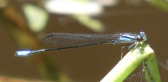 Acanthagrion gracile
