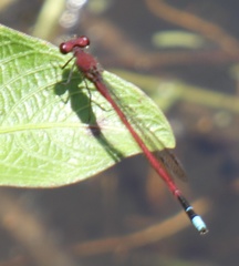 Oxyagrion simile