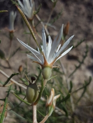 Mentzelia humilis