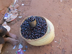 Borocera cajani
