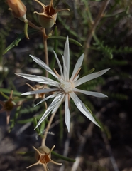 Mentzelia humilis