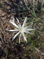 Mentzelia humilis