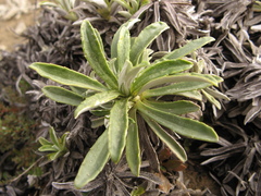 Celmisia angustifolia