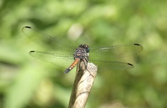 Micrathyria atra