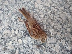 Zonotrichia albicollis