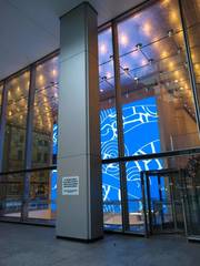 Zonotrichia albicollis