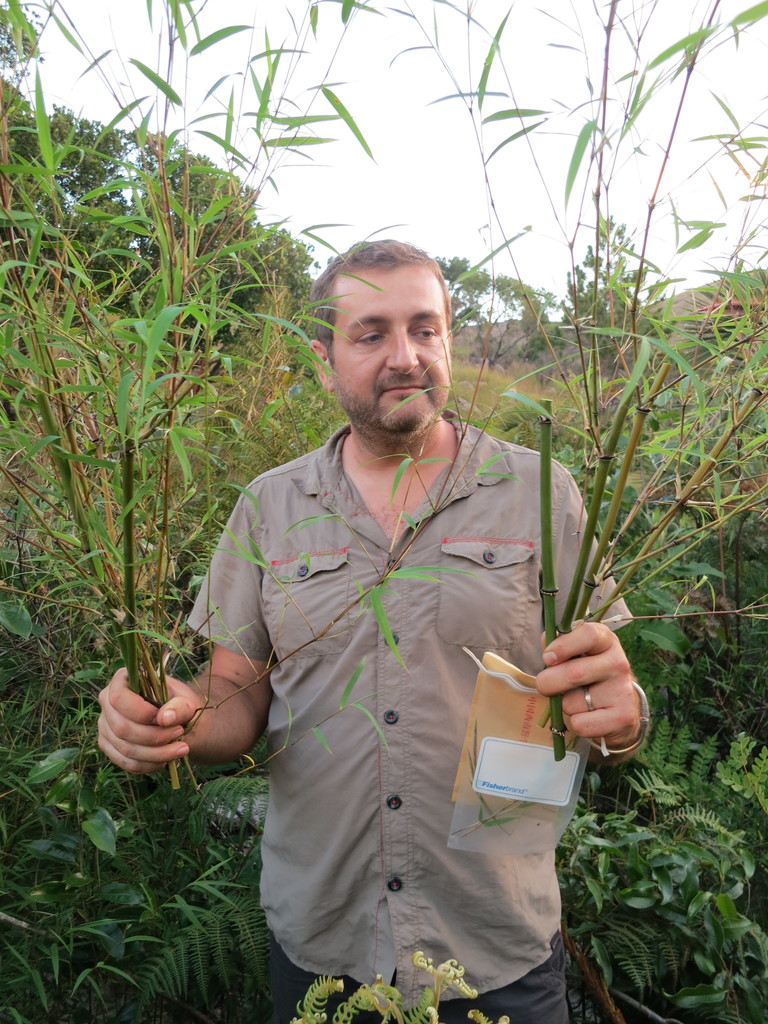 Oldeania itremoensis