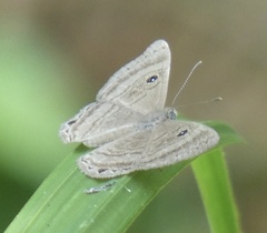 Mesosemia odice