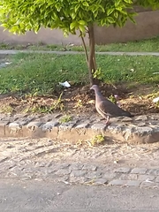 Patagioenas