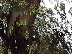 Callosciurus erythraeus