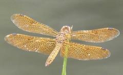 Perithemis icteroptera