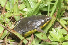 Elachistocleis bicolor