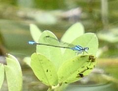 Acanthagrion gracile