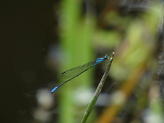 Acanthagrion gracile