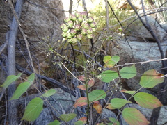 Aralia humilis