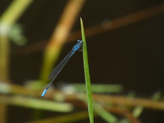 Acanthagrion gracile