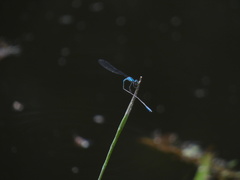 Acanthagrion gracile