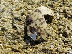 Charadrius javanicus