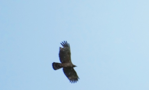 Oriental Honey-buzzard