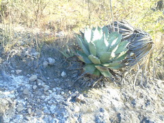 Agave nuusaviorum