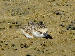 Charadrius javanicus