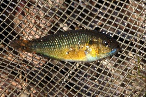 Egyptian Mouthbrooder