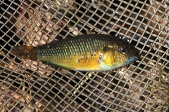 Pseudocrenilabrus multicolor victoriae