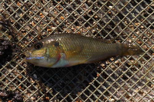 Egyptian Mouthbrooder