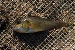 Pseudocrenilabrus multicolor victoriae