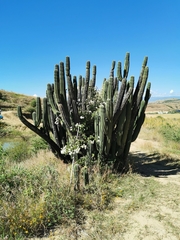 Stenocereus treleasei