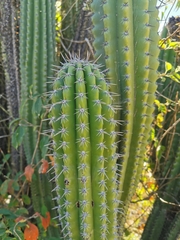 Stenocereus treleasei