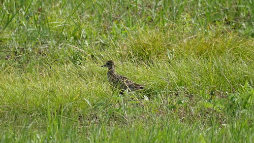 Pacific Golden-Plover