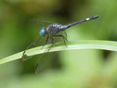 Micrathyria atra