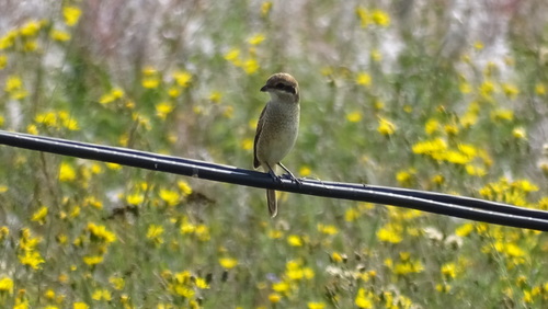 Brown Shrike