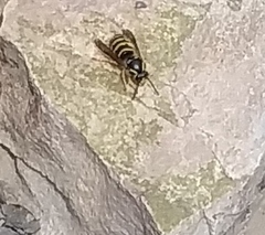 Dolichovespula alpicola