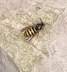 Dolichovespula alpicola